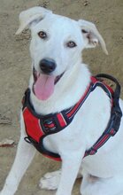 POLLY, Hund, Mischlingshund in Griechenland