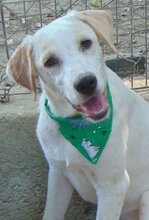 WILLY, Hund, Mischlingshund in Griechenland