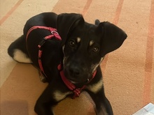 BO, Hund, Mischlingshund in Berlin