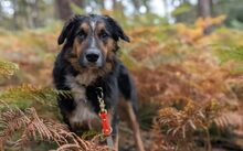 GOOFY, Hund, Mischlingshund in Burg