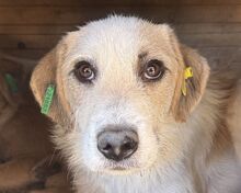 MARLON, Hund, Mischlingshund in Rumänien