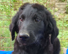 YUKI, Hund, Mischlingshund in Kroatien