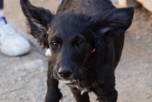 MILA, Hund, Mischlingshund in Kroatien