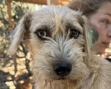 CONNY, Hund, Mischlingshund in Rumänien