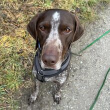 MIKA, Hund, Mischlingshund in Bruchsal