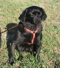 KUKI, Hund, Pekingese-Mix in Ungarn