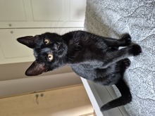 KLAUS, Katze, Europäisch Kurzhaar in Wandlitz