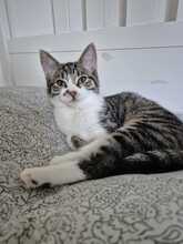 KLEO, Katze, Europäisch Kurzhaar in Wandlitz