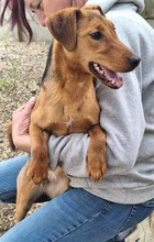 LINDA, Hund, Mischlingshund in Ungarn