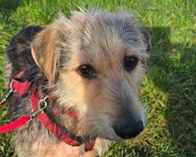 COCO, Hund, Mischlingshund in Weilerswist