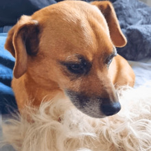 STROLCHI, Hund, Mischlingshund in Essen