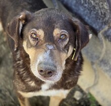 SANTO, Hund, Mischlingshund in Rumänien