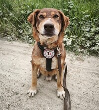 SANTO, Hund, Mischlingshund in Hagen
