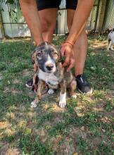 ZOYA, Hund, Mischlingshund in Bulgarien