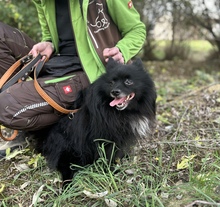 MARLEY, Hund, Zwergspitz in Mülheim
