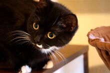 SCARLETT, Katze, Europäisch Kurzhaar in Bramsche