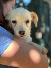 LINSE, Hund, Mischlingshund in Hamburg