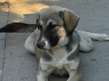 DUA, Hund, Mischlingshund in Langweid