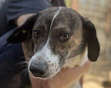 NORA, Hund, Mischlingshund in Rösrath