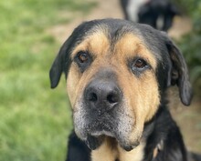 VINUR, Hund, Mischlingshund in Viersen