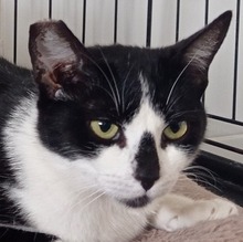WILMA, Katze, Europäisch Kurzhaar in Nürnberg