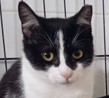 EDGAR, Katze, Europäisch Kurzhaar in Nürnberg