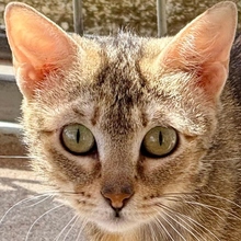 SAYURI, Katze, Europäisch Kurzhaar in Spanien