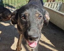 GINGER, Hund, Mischlingshund in Rumänien