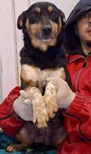 LIBERTY, Hund, Mischlingshund in Rumänien