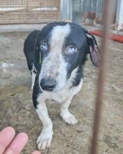 LUKAS, Hund, Mischlingshund in Dresden
