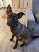 THORIN, Hund, Podenco Andaluz-Labrador-Mix in Bochum