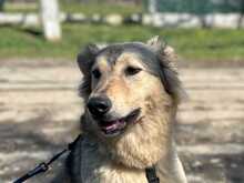 PETRA, Hund, Mischlingshund in Rumänien