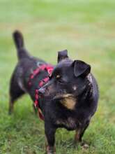 OLEK, Hund, Mischlingshund in Wettringen