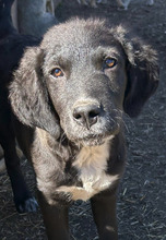 LEONARDO, Hund, Mischlingshund in Rumänien