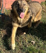 LOLA, Hund, Mischlingshund in Rumänien