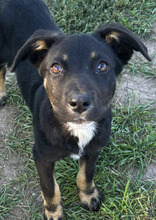 NICOLETTA, Hund, Mischlingshund in Neuhofen