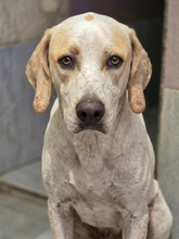 DUMBO, Hund, Pointer-Mix in Spanien
