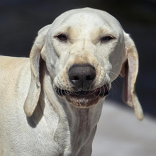 MANI, Hund, Pointer-Mix in Spanien
