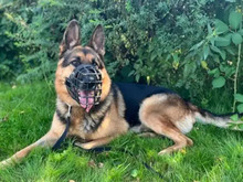 HARRY, Hund, Deutscher Schäferhund in Hamburg