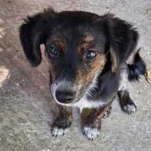 OUZO, Hund, Mischlingshund in Griechenland
