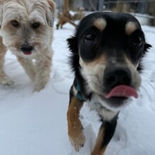 OLIVIA, Hund, Pinscher-Mix in Bad Zwischenahn