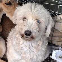 CHIONI, Hund, Terrier-Mix in Griechenland