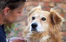 MATIAS, Hund, Mischlingshund in Ukraine