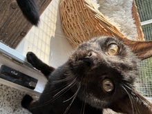 MARTA, Katze, EKH in Birkenwerder