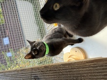 MARLA, Katze, EKH in Birkenwerder