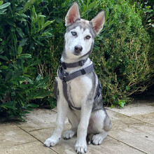 BON, Hund, Siberian Husky in Lauf