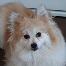 CHISPA, Hund, Kleinspitz in Löffingen