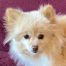 BELLA, Hund, Kleinspitz in Zella-Mehlis