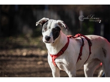 JONA, Hund, Mischlingshund in Ebermannstadt