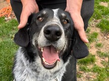 TALAK, Hund, Mischlingshund in Aerzen